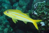 Mexican goatfish (Mulloidichthys dentatus)