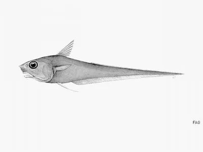 Mexican grenadier (Coryphaenoides mexicanus)