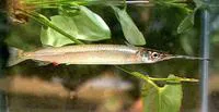 Mexican halfbeak (Hyporhamphus mexicanus)