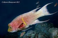 Mexican hogfish (Bodianus diplotaenia)