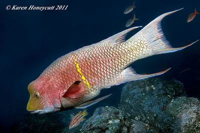Mexican hogfish (Bodianus diplotaenia)