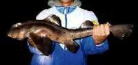 Mexican hornshark (Heterodontus mexicanus)