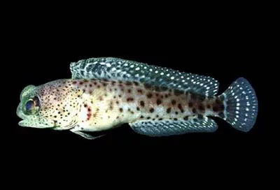 Mexican jawfish (Opistognathus mexicanus)