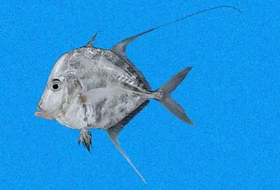 Mexican moonfish (Selene orstedii)