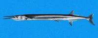 Mexican needlefish (Tylosurus crocodilus fodiator)
