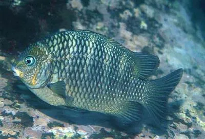 Mexican nightsergeant (Abudefduf declivifrons)