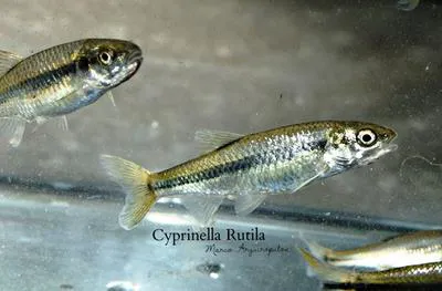 Mexican red shiner (Cyprinella rutila)