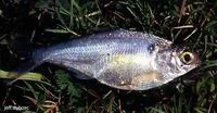 Mexican river gizzard shad (Dorosoma anale)