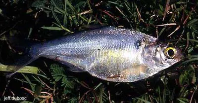 Mexican river gizzard shad (Dorosoma anale)