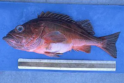 Mexican rockfish (Sebastes macdonaldi)