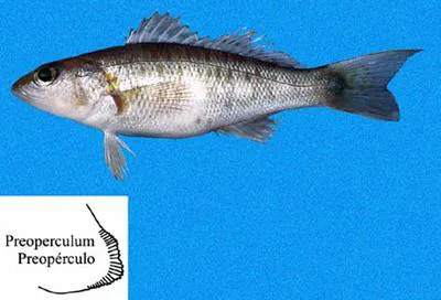 Mexican sand perch (Diplectrum macropoma)