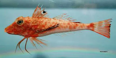 Mexican searobin (Prionotus paralatus)