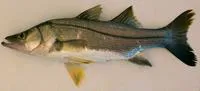 Mexican snook (Centropomus poeyi)