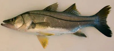 Mexican snook (Centropomus poeyi)