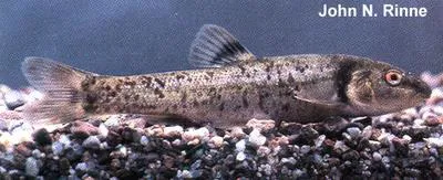 Mexican stoneroller (Campostoma ornatum)