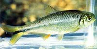 Mexican tetra (Astyanax mexicanus)