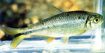 Mexican tetra (Astyanax mexicanus)