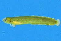 Mexican worm blenny (Stathmonotus lugubris)
