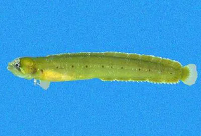 Mexican worm blenny (Stathmonotus lugubris)