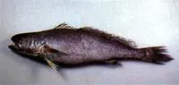Mi-iuy croaker (Miichthys miiuy)