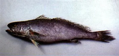 Mi-iuy croaker (Miichthys miiuy)