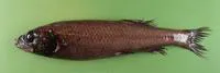 Michael Sars smooth-head (Bathytroctes michaelsarsi)