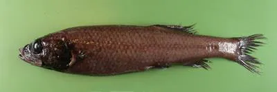 Michael Sars smooth-head (Bathytroctes michaelsarsi)