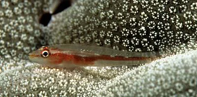 Michel's ghost goby (Pleurosicya micheli)