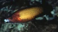 Micronesian wrasse (Labropsis micronesica)