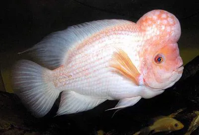 Midas cichlid (Amphilophus citrinellus)