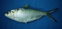 Middling thread herring (Opisthonema medirastre)