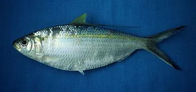 Middling thread herring (Opisthonema medirastre)