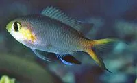 Midget chromis (Chromis acares)