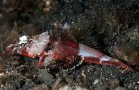 Midget flathead (Onigocia spinosa)