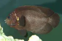 Midnight angelfish (Centropyge nox)