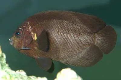 Midnight angelfish (Centropyge nox)
