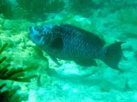 Midnight parrotfish (Scarus coelestinus)