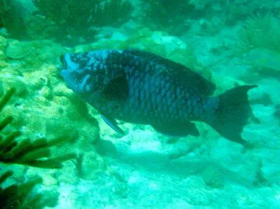 Midnight parrotfish (Scarus coelestinus)