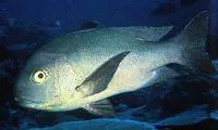 Midnight snapper (Macolor macularis)