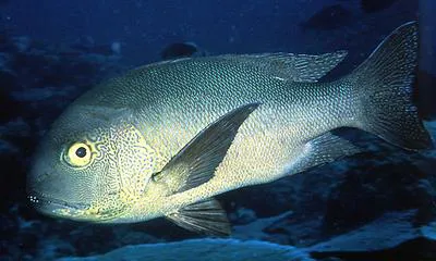 Midnight snapper (Macolor macularis)