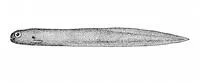 Midwater eelpout (Melanostigma pammelas)