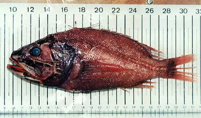 Midwater scorpionfish (Ectreposebastes imus)