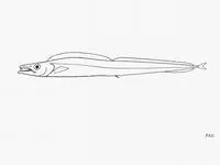 Mikhailin's scabbardfish (Aphanopus mikhailini)