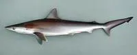 Milk shark (Rhizoprionodon acutus)