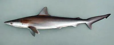 Milk shark (Rhizoprionodon acutus)
