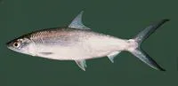 Milkfish (Chanos chanos)