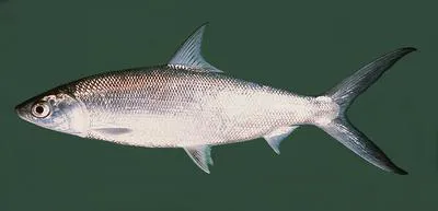 Milkfish (Chanos chanos)