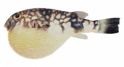 Milkspotted puffer (Chelonodon patoca)