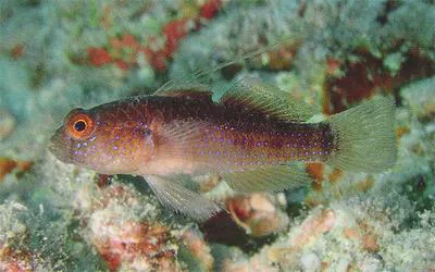 Miller's damsel (Asterropteryx ensifera)