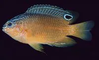 Miller's damselfish (Pomacentrus milleri)